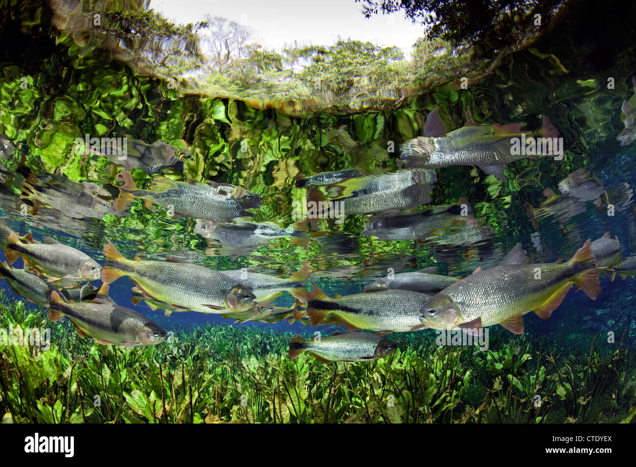 Secca di Piraputanga, Brycon hilarii, Aquario naturale, Bonito, Mato Grosso do Sul, Brasile Foto Stock