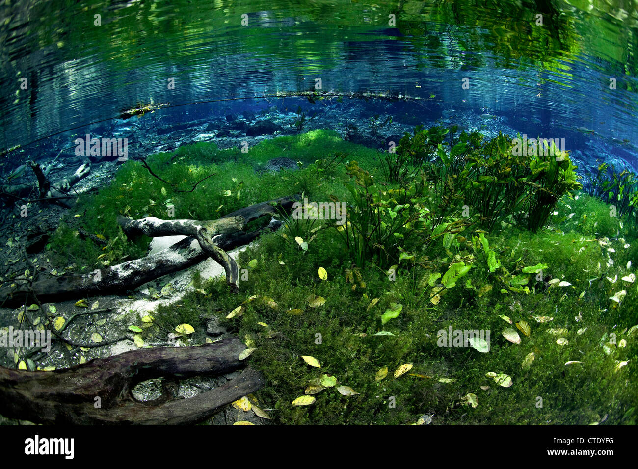 Impressioni di Aquario primavera naturale, Bonito, Mato Grosso do Sul, Brasile Foto Stock