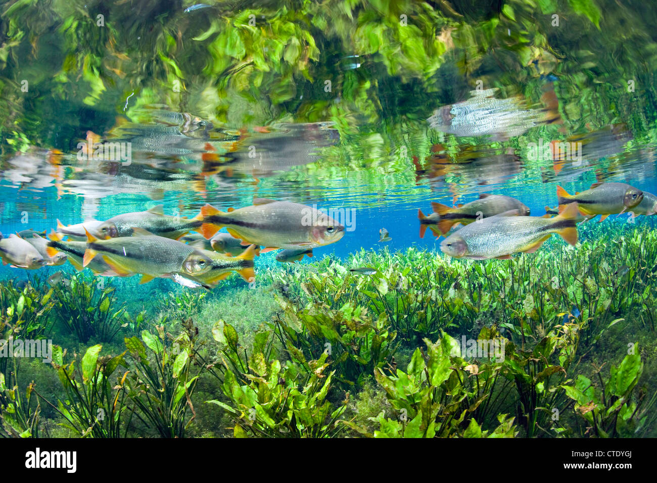 Secca di Piraputanga, Brycon hilarii, Aquario naturale, Bonito, Mato Grosso do Sul, Brasile Foto Stock