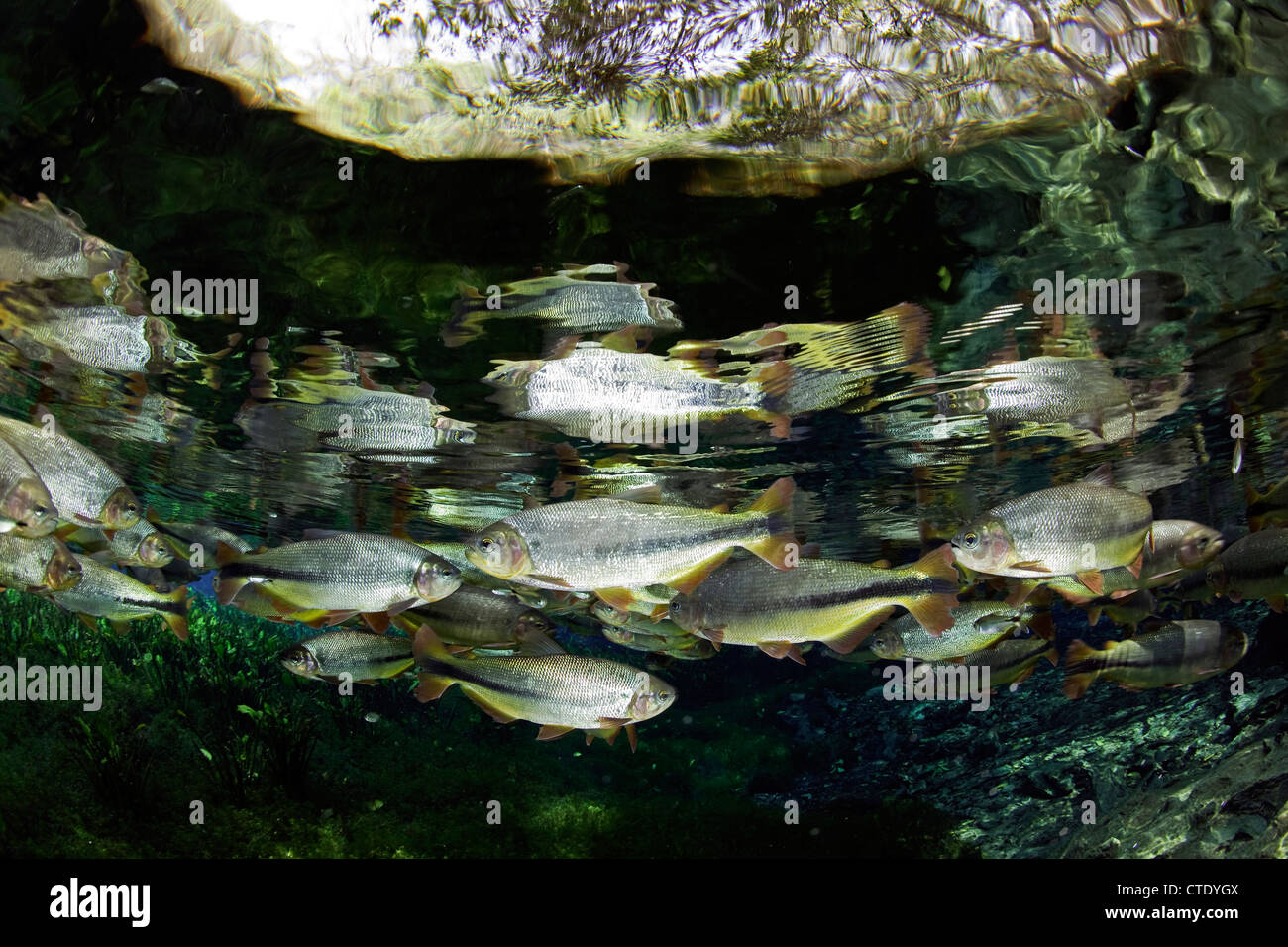 Secca di Piraputanga, Brycon hilarii, Aquario naturale, Bonito, Mato Grosso do Sul, Brasile Foto Stock