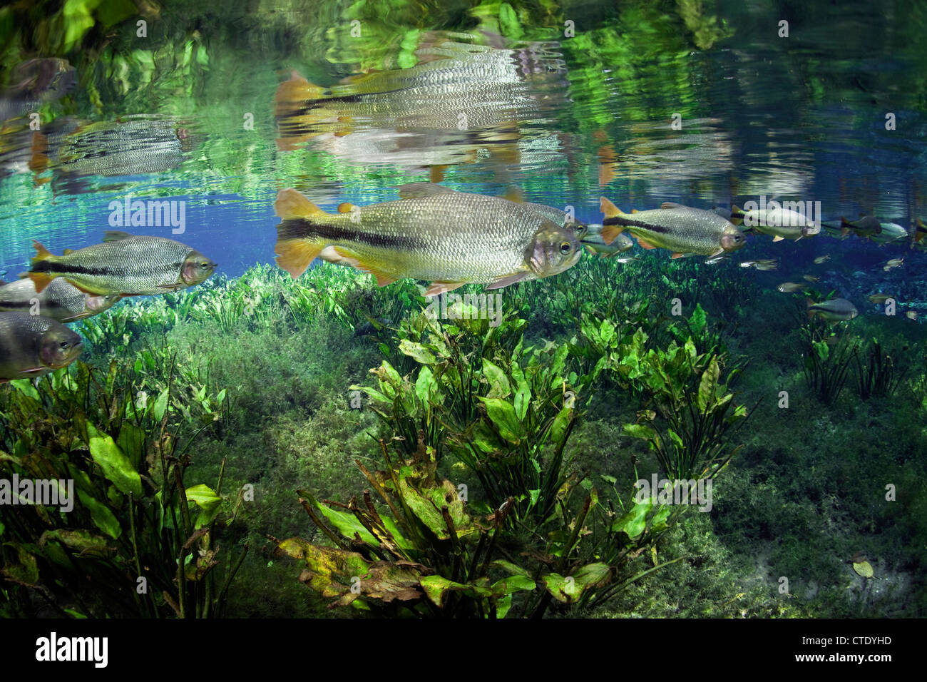 Secca di Piraputanga, Brycon hilarii, Aquario naturale, Bonito, Mato Grosso do Sul, Brasile Foto Stock