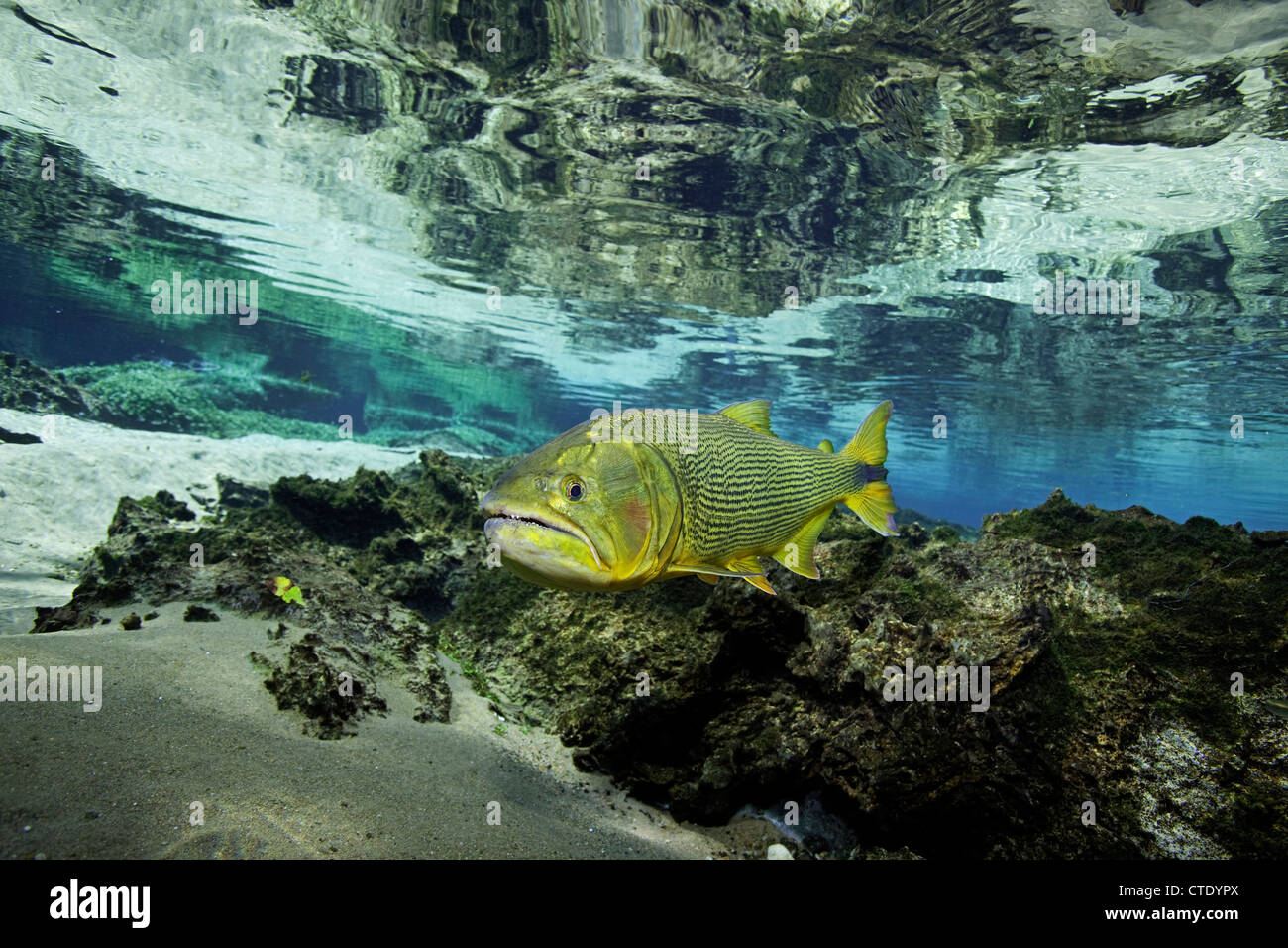 Acqua dolce, Dorado Salminus brasiliensis, Rio da Prata, Bonito, Mato Grosso do Sul, Brasile Foto Stock
