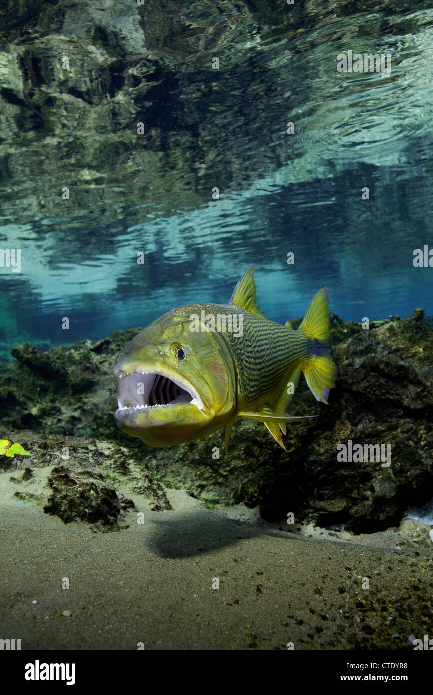 Acqua dolce, Dorado Salminus brasiliensis, Rio da Prata, Bonito, Mato Grosso do Sul, Brasile Foto Stock