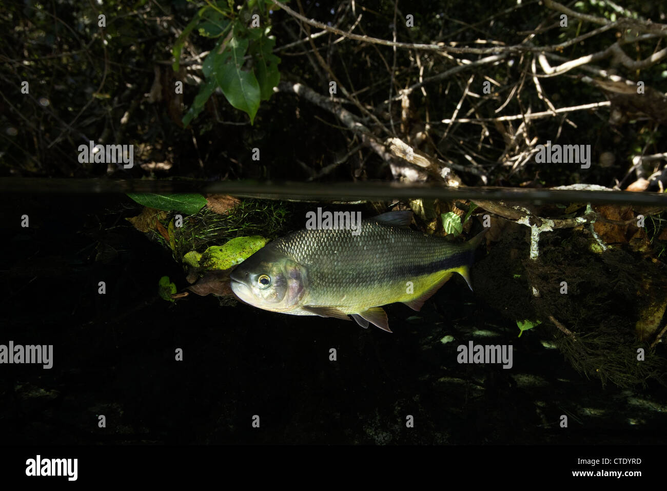 Piraputanga, Brycon hilarii, Rio da Prata, Bonito, Mato Grosso do Sul, Brasile Foto Stock
