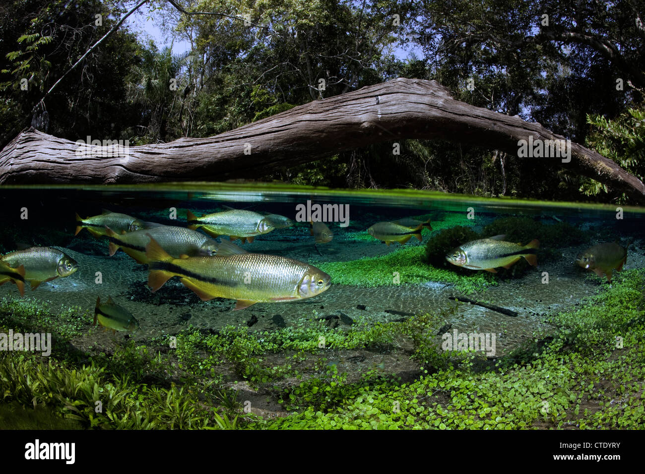 Secca di Piraputanga, Brycon hilarii, Rio Sucuri, Bonito, Mato Grosso do Sul, Brasile Foto Stock
