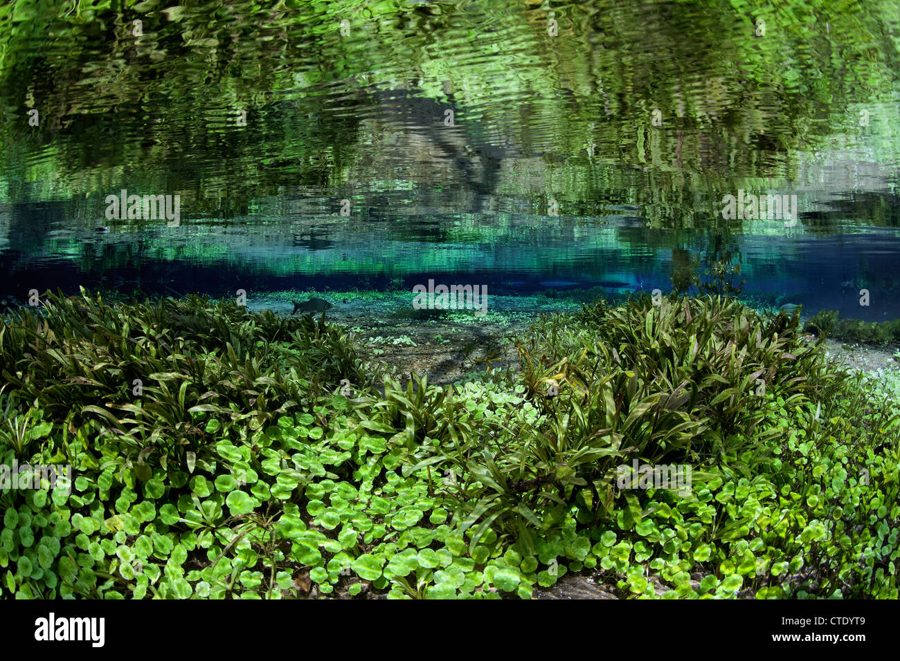 Impressioni di Rio Sucuri Molla, Bonito, Mato Grosso do Sul, Brasile Foto Stock
