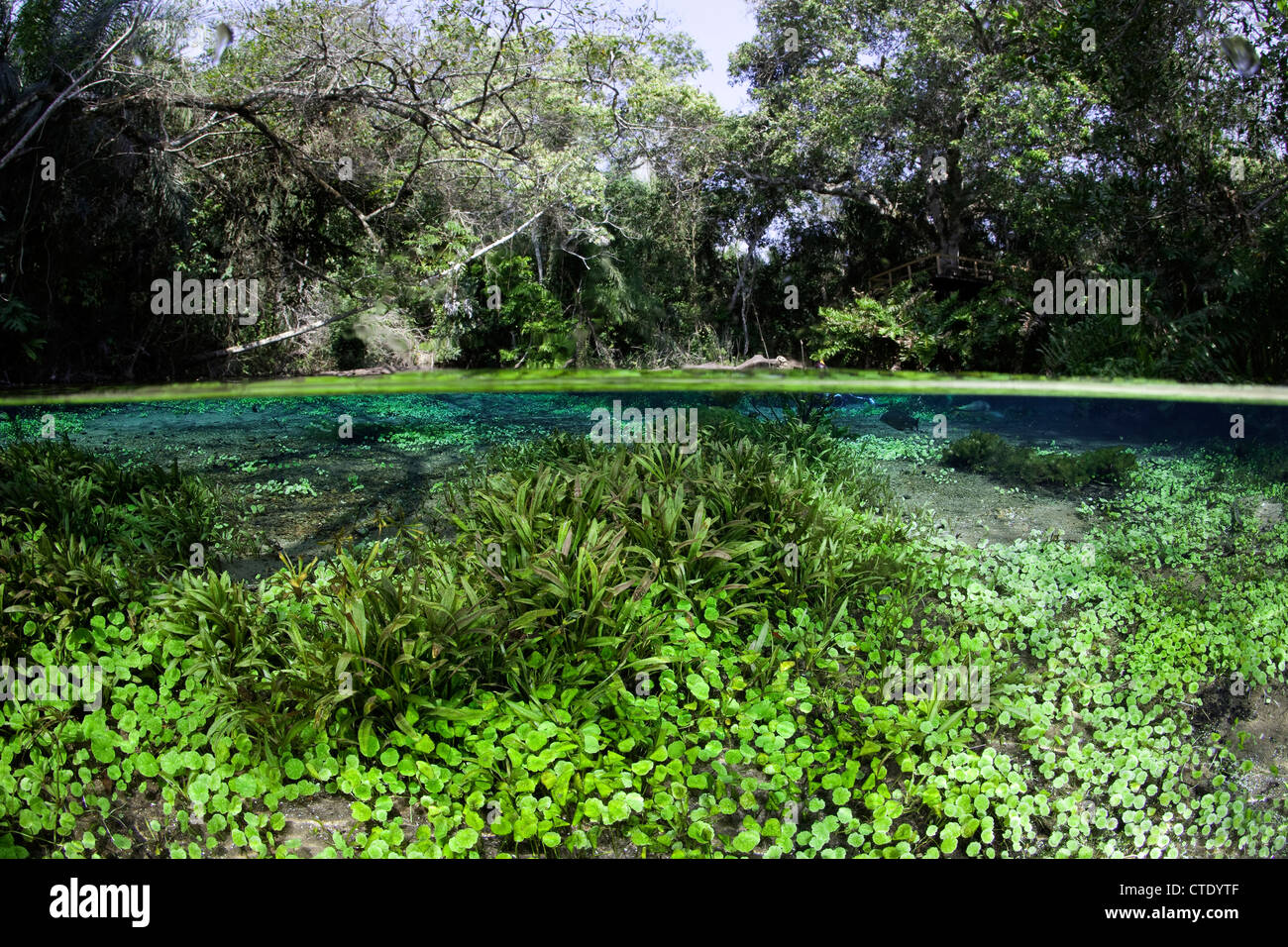Impressioni di Rio Sucuri Molla, Bonito, Mato Grosso do Sul, Brasile Foto Stock