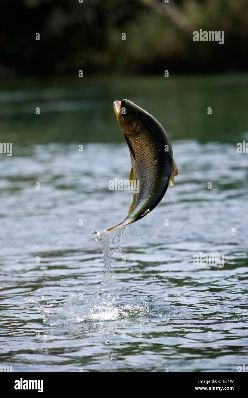 Jumping Piraputanga, Brycon hilarii, Rio Formoso, Bonito, Mato Grosso do Sul, Brasile Foto Stock