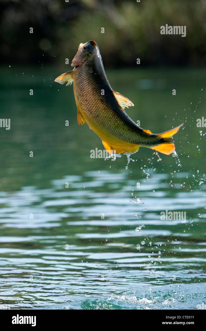 Jumping Piraputanga, Brycon hilarii, Rio Formoso, Bonito, Mato Grosso do Sul, Brasile Foto Stock
