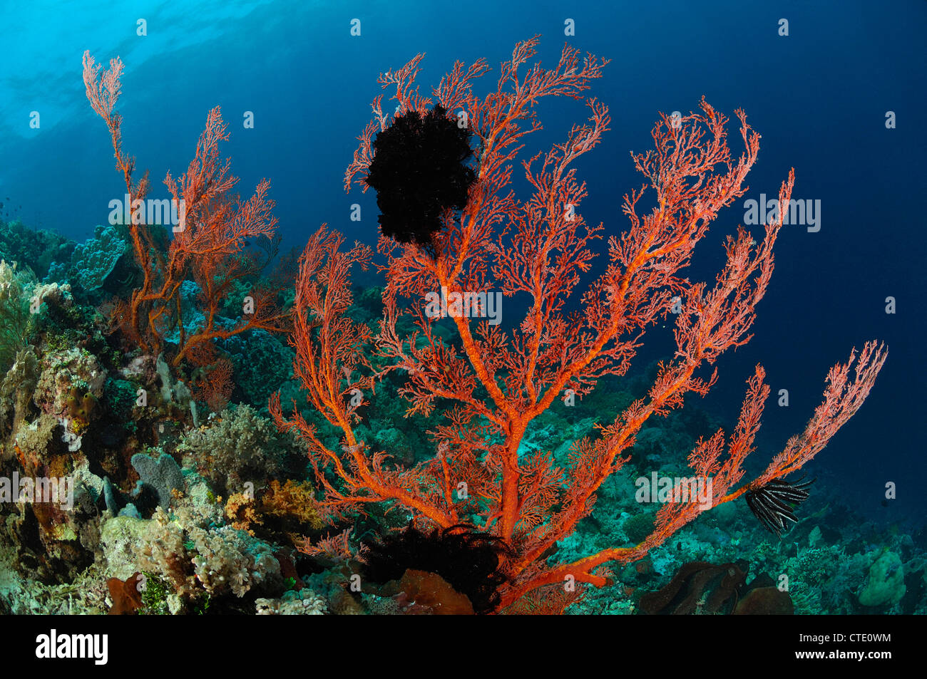 Seafan in Coral Reef, Melithaea sp., Bunaken, Nord Sulawesi, Indonesia Foto Stock