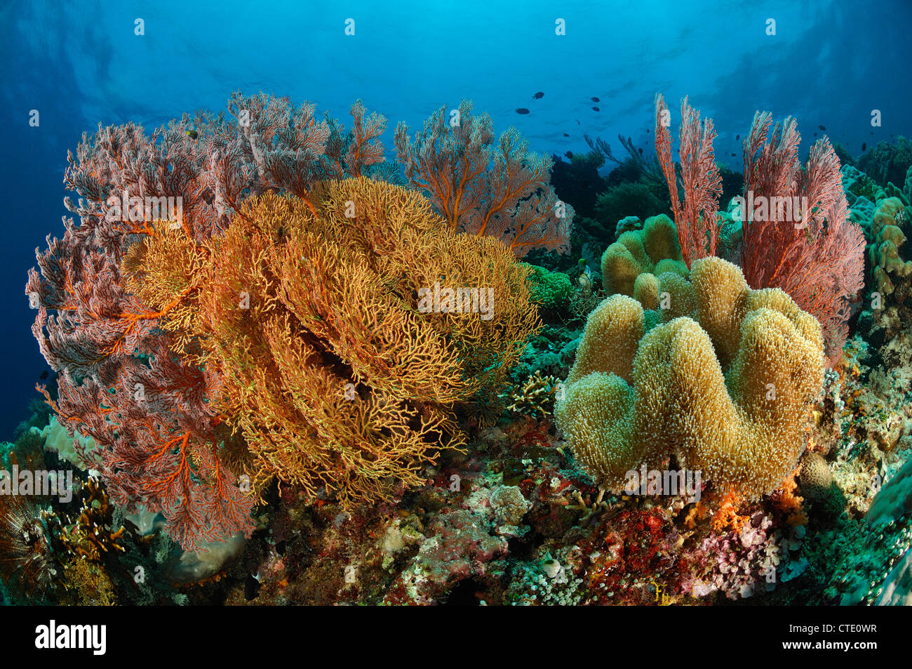 Coral Reef di Bunaken, Nord Sulawesi, Indonesia Foto Stock