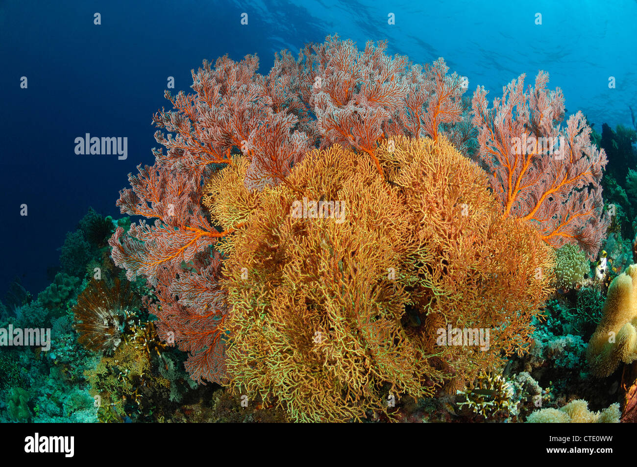 Coral Reef di Bunaken, Nord Sulawesi, Indonesia Foto Stock