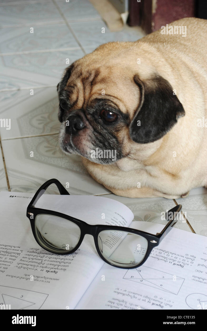 Il cane si è addormentato mentre fa il suo dovere Foto Stock