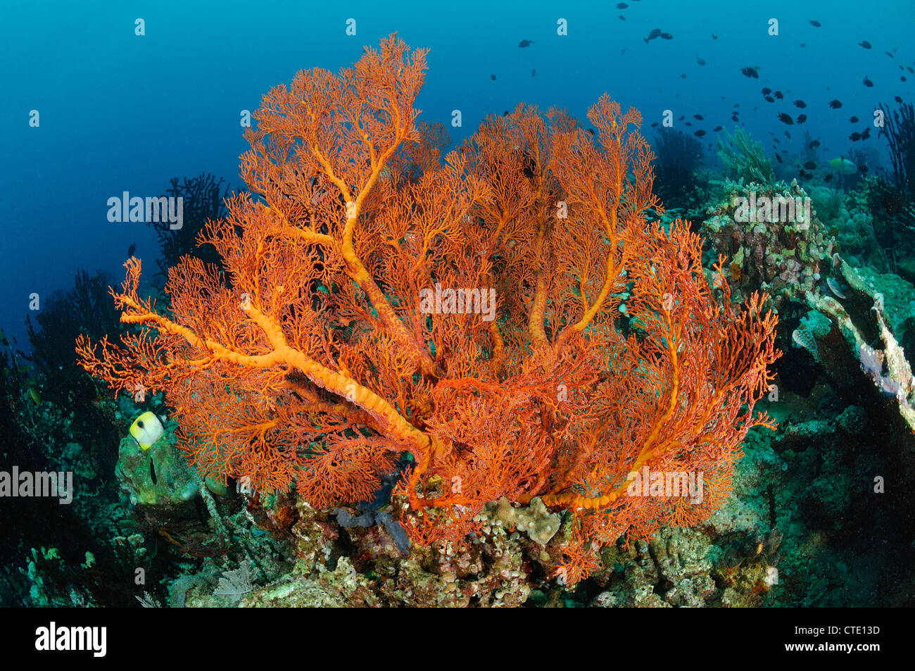 Seafan in Coral Reef, Melithaea sp., Manado, Nord Sulawesi, Indonesia Foto Stock