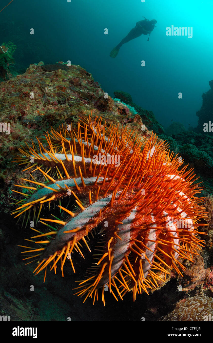 La corona di spine Starfish sulla barriera corallina, Acanthaster planci, le Isole Phi Phi, Thailandia Foto Stock