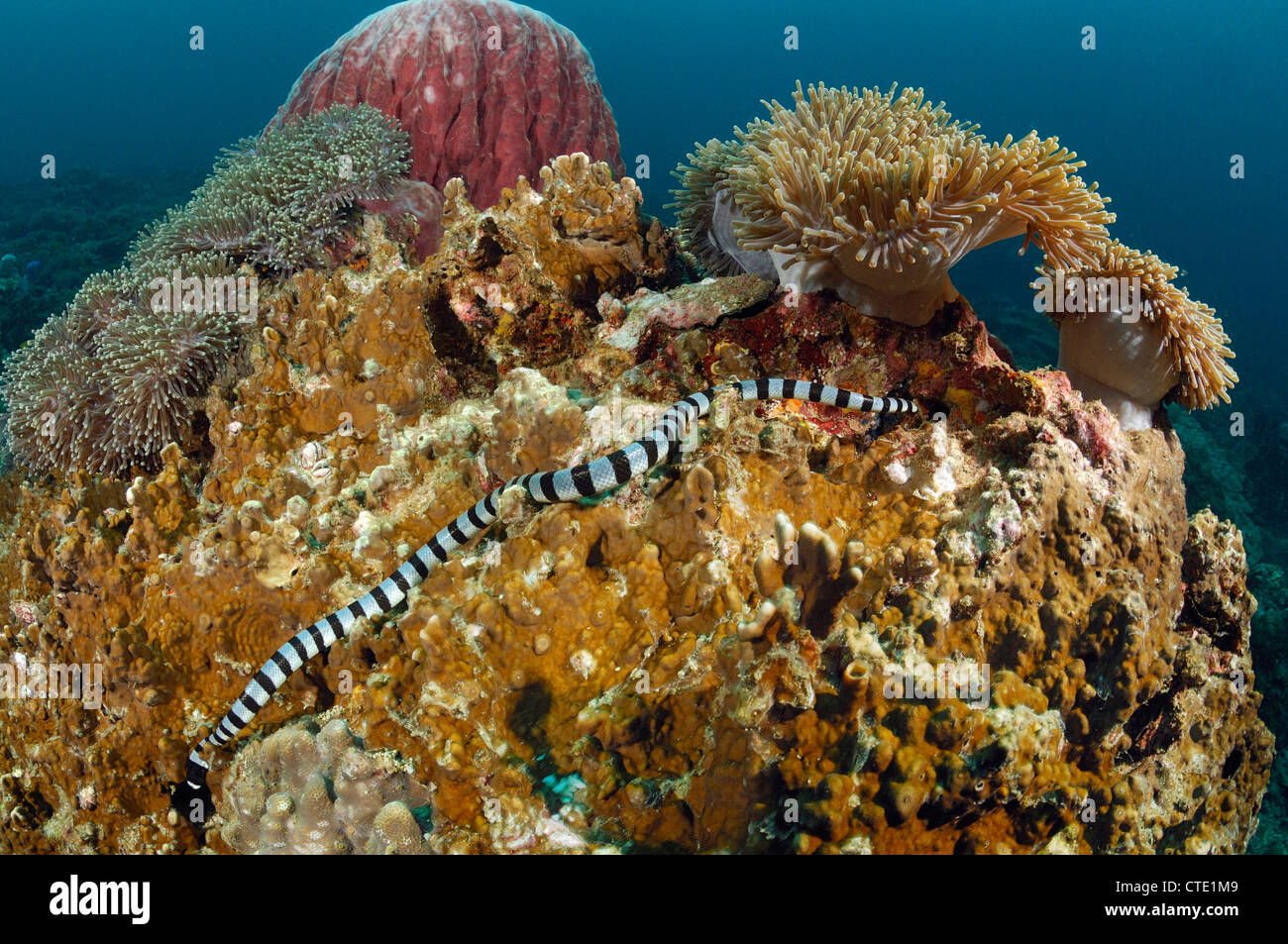 Nastrare giallo-mare a labbro Krait, Laticauda colobrina, le Isole Phi Phi, Thailandia Foto Stock