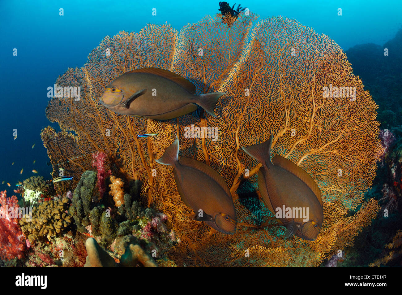 Surgeonfish in Coral Reef, Acanthurus sp., Isole Similan, Thailandia Foto Stock