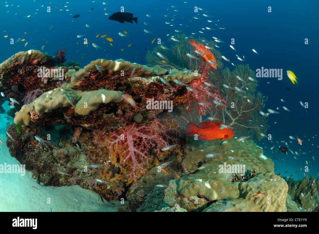 Coral Reef, Isole Similan, Thailandia Foto Stock