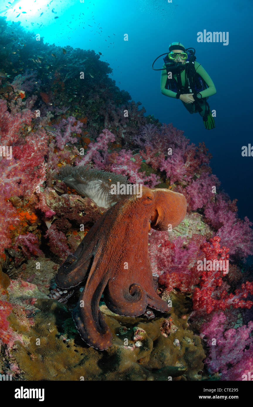 Giorno polpo in Coral Reef, Octopus cyanea, Richelieu Rock, Isole Surin, Thailandia Foto Stock