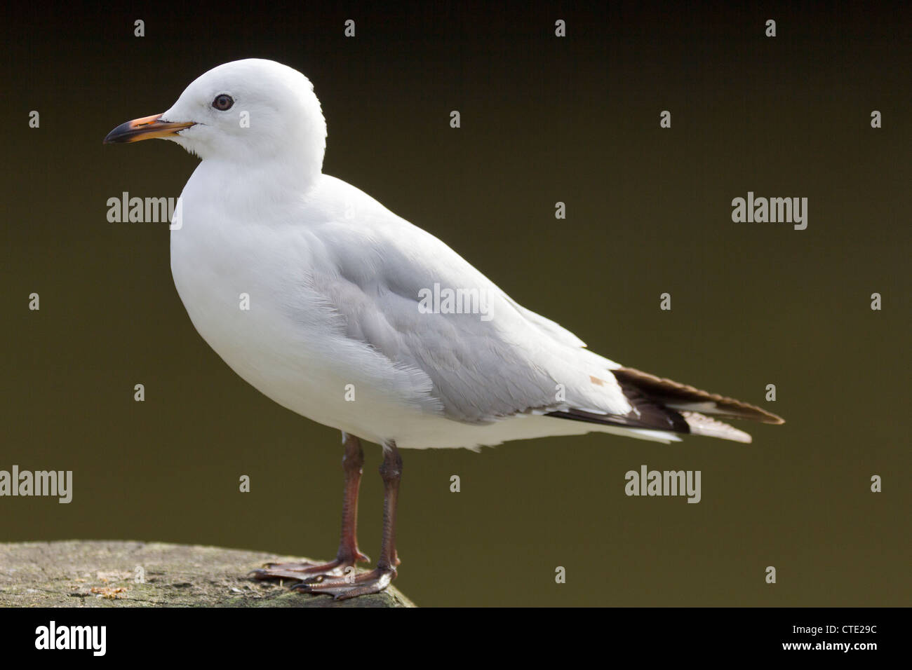 Rosso-fatturati seagull a Whangarei, Nuova Zelanda Foto Stock