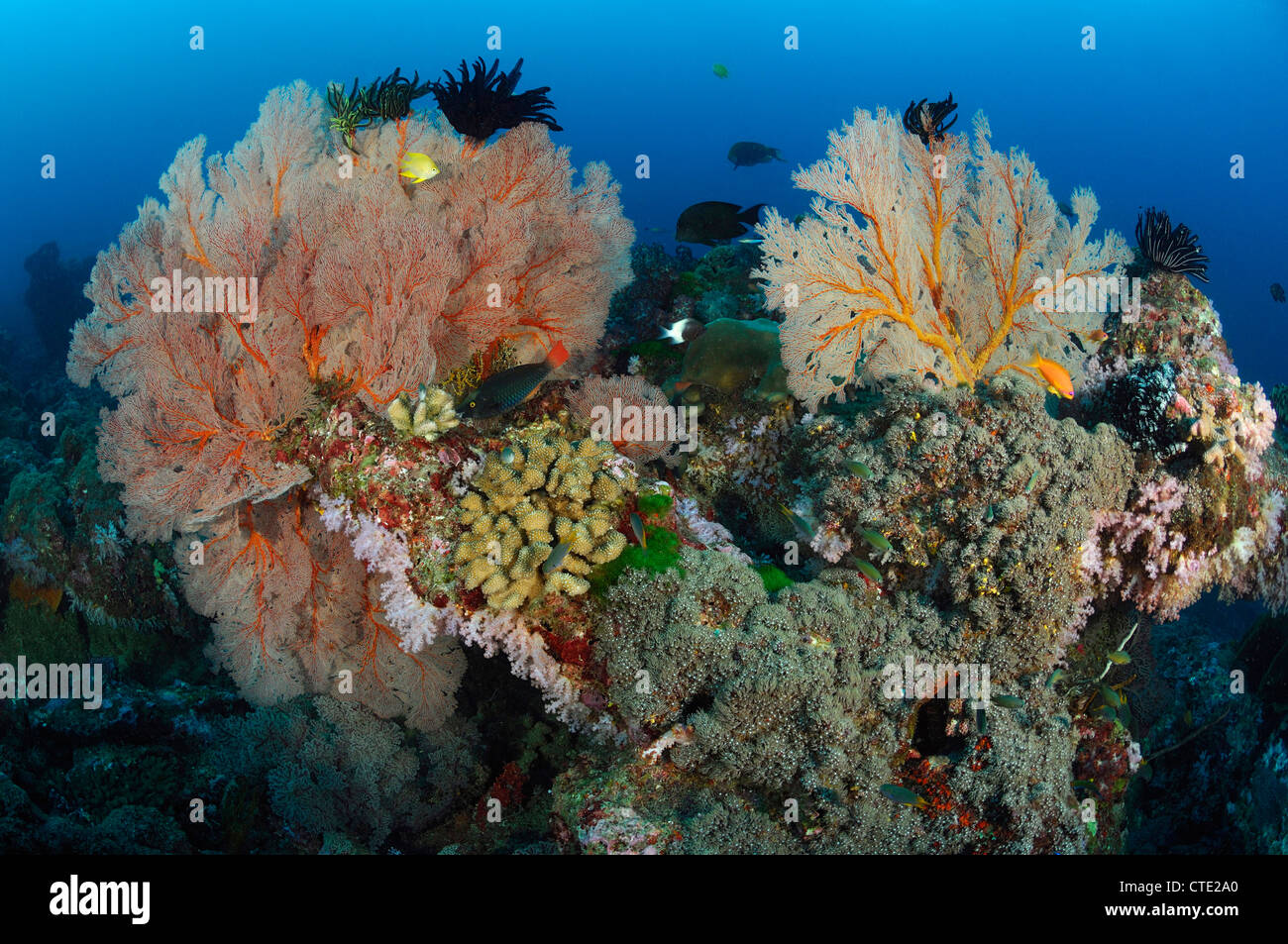 Seafan in Coral Reef, Melithaea sp., Isole Similan, Thailandia Foto Stock