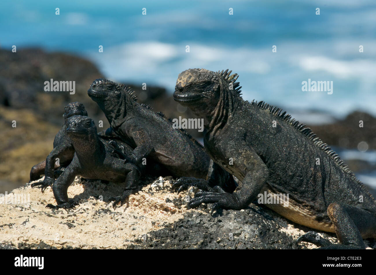 Un gruppo di san cristobal iguane marine (Amblyrhynchus cristatus mertensi) su un mare di roccia vulcanica delle isole Galapagos. Foto Stock