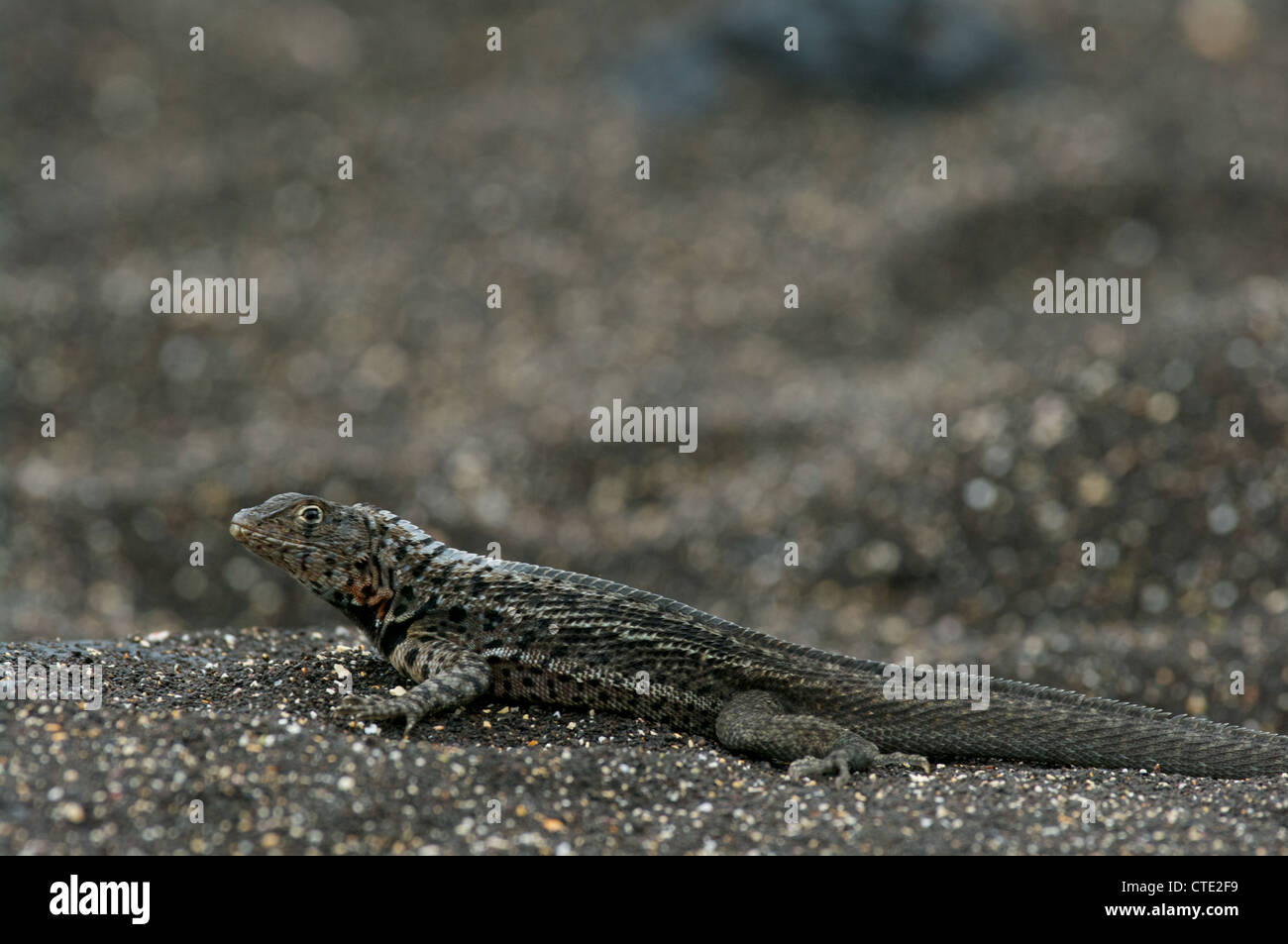 Una lava galapagos lizard (microlophus albemarlensis) si crogiola sulla sabbia vulcanica su santiago, nelle isole Galapagos, Ecuador. Foto Stock