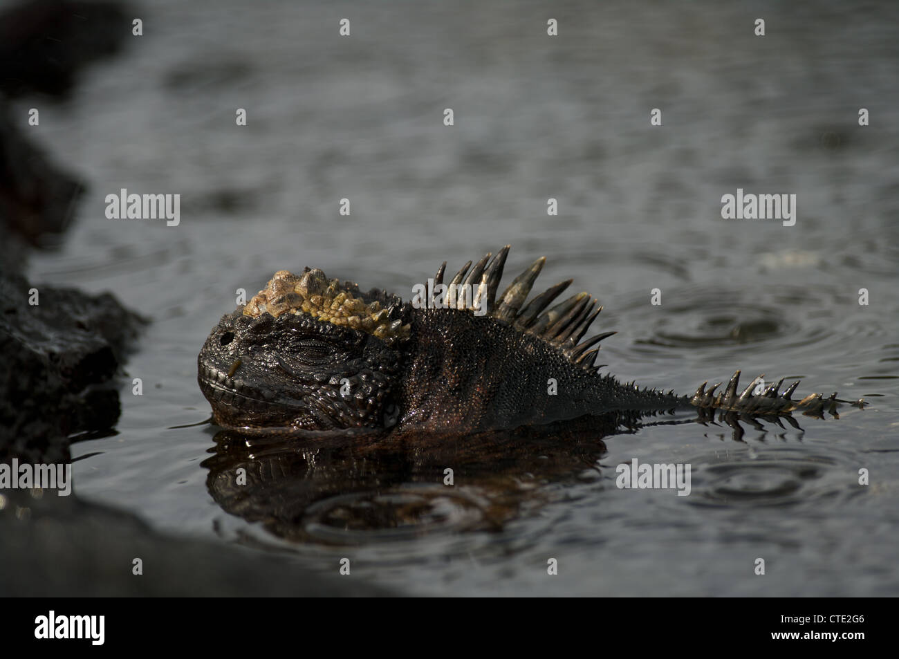 Un sommerso san cristobal marine iguana (Amblyrhynchus cristatus mertensi) restituisce a riva dopo alimentazione sulle alghe sottomarine. Foto Stock