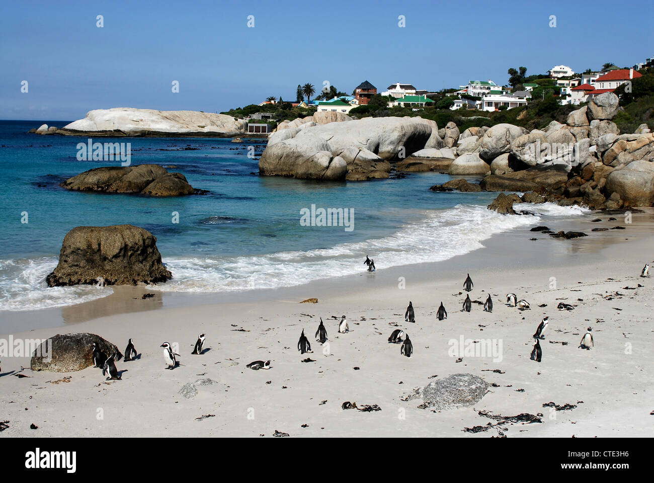 Pinguino africano (Spheniscus demersus) Colonia a Boulders Beach, vicino alla Città di Simon, Table Mountain National Park, Sud Africa Foto Stock