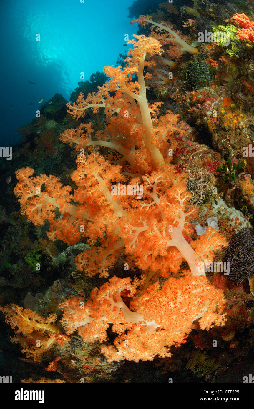 Soft Coral Reef, Dendronephthya sp., Cannibal Rock, Rinca, Indonesia Foto Stock
