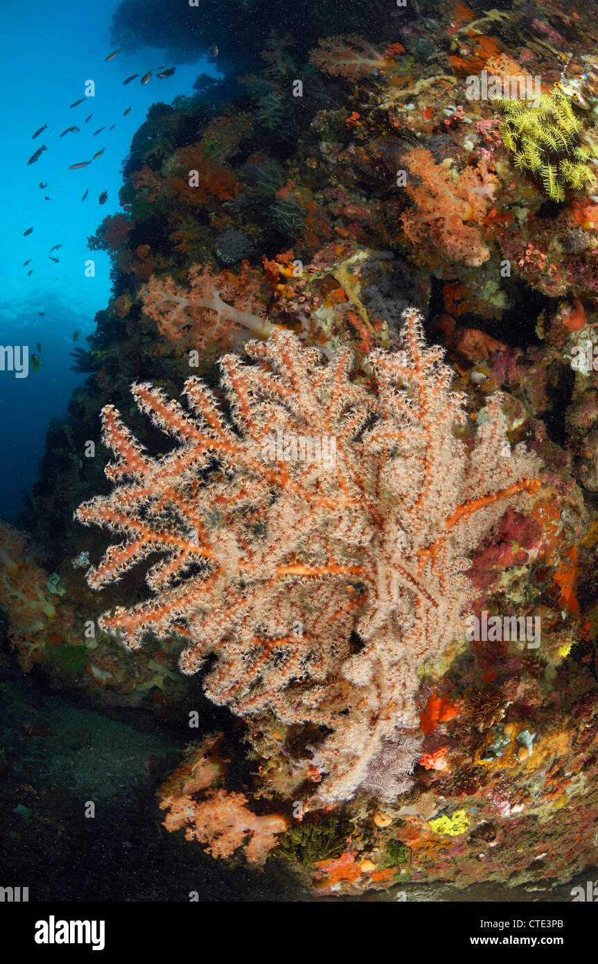 Ventilatore di mare in Coral Reef, Cannibal Rock, Rinca, Indonesia Foto Stock