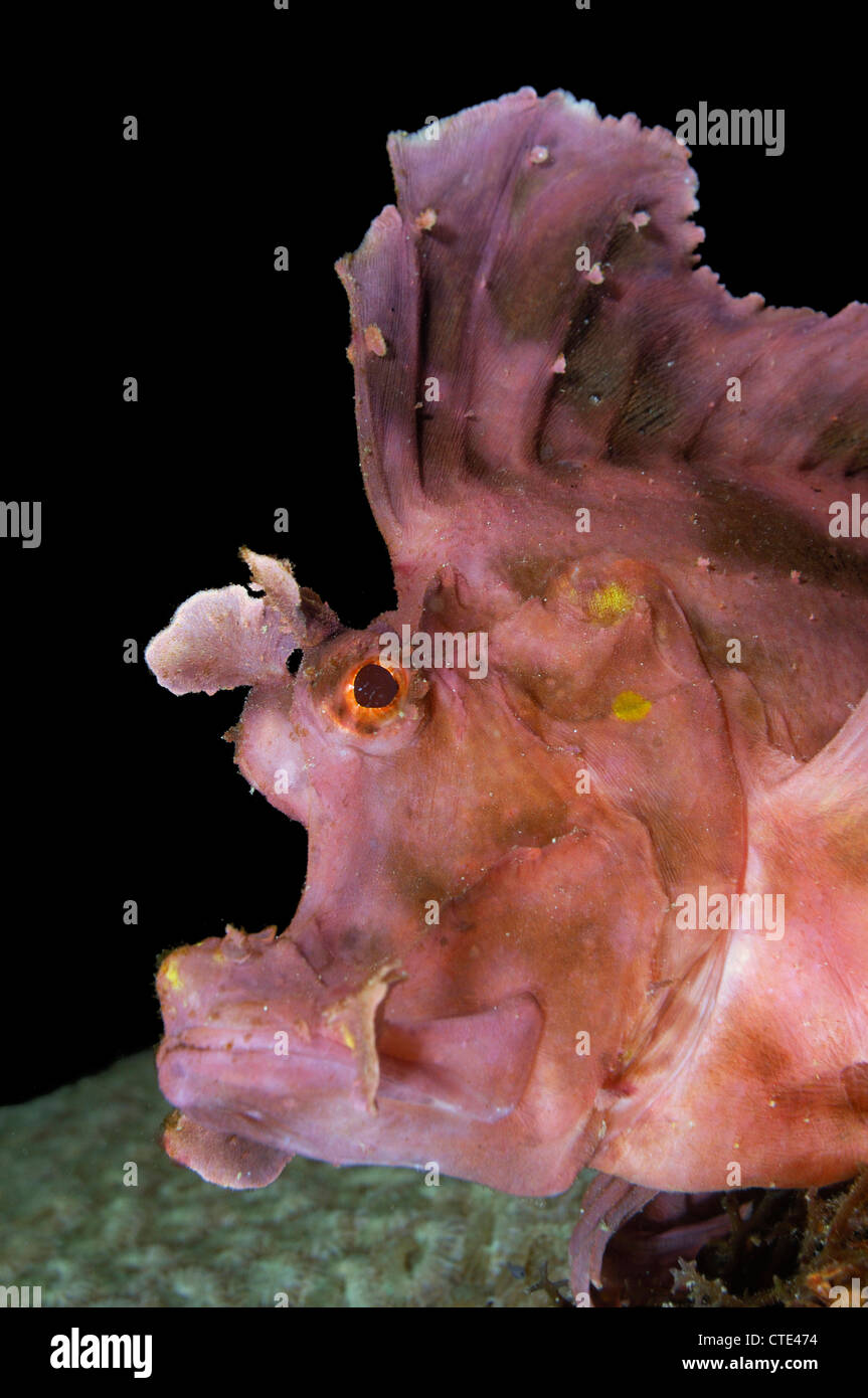 Rosa Scorpianfish con erbacce, Rhinopias eschmeyeri, Komodo, Indonesia Foto Stock