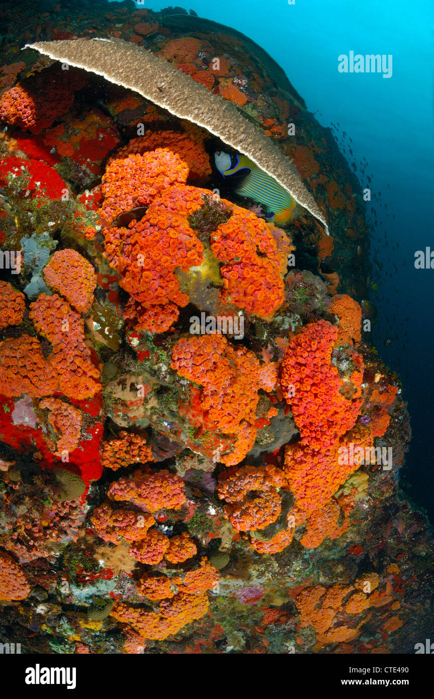 Coral Reef di caverna coralli, Tubastrea coccinea, Komodo, Indonesia Foto Stock