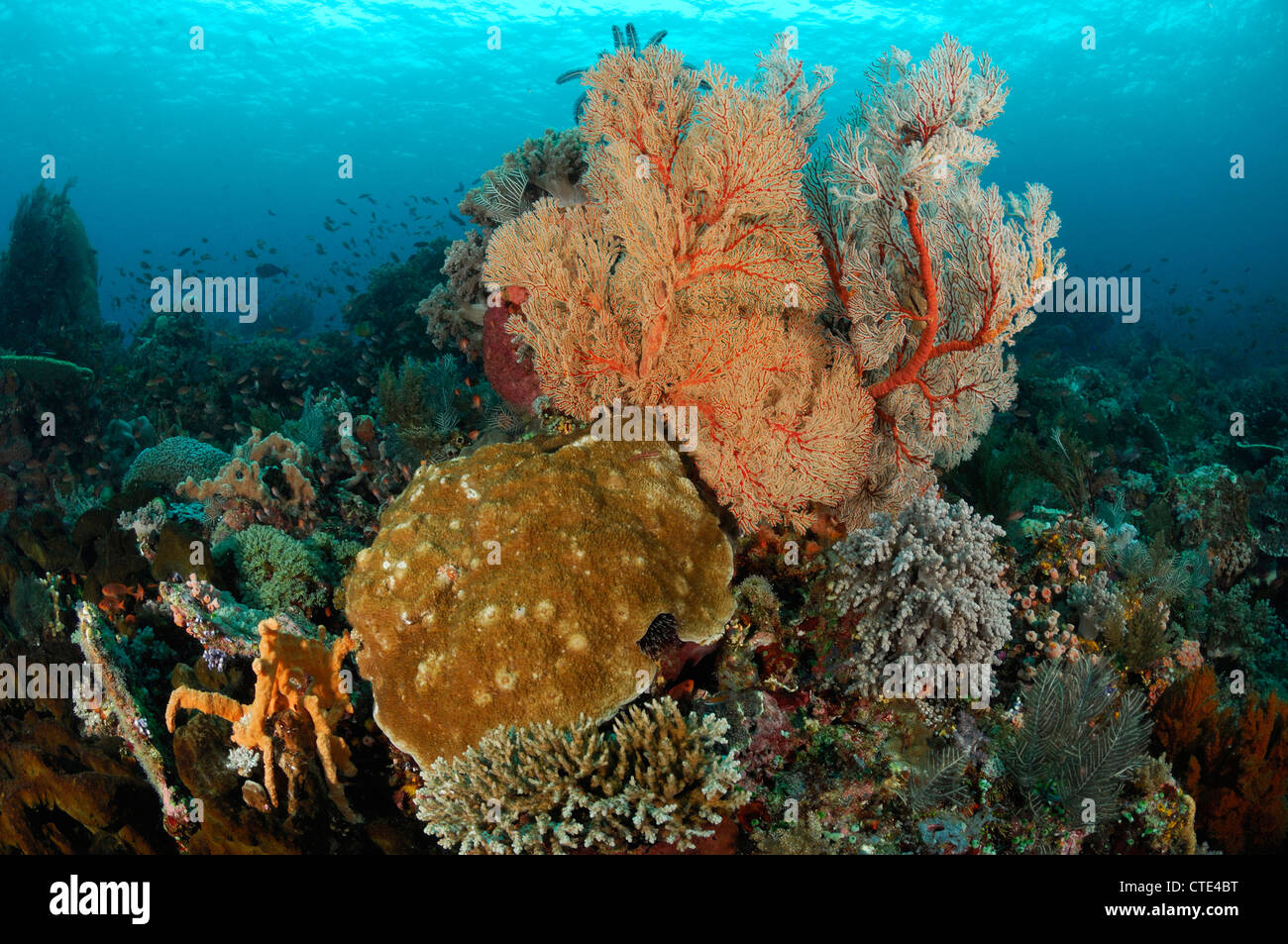 Colorata Barriera Corallina, Komodo, Indonesia Foto Stock