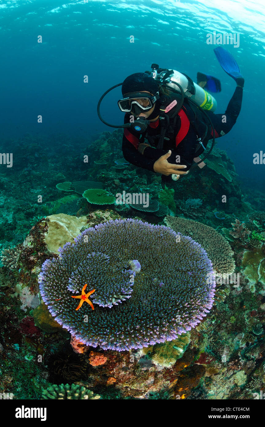 Scuba Diver e la tabella di corallo, Komodo, Indonesia Foto Stock