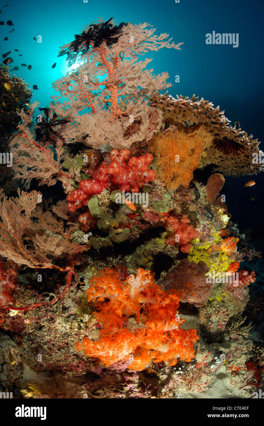 Colorata Barriera Corallina, Komodo, Indonesia Foto Stock