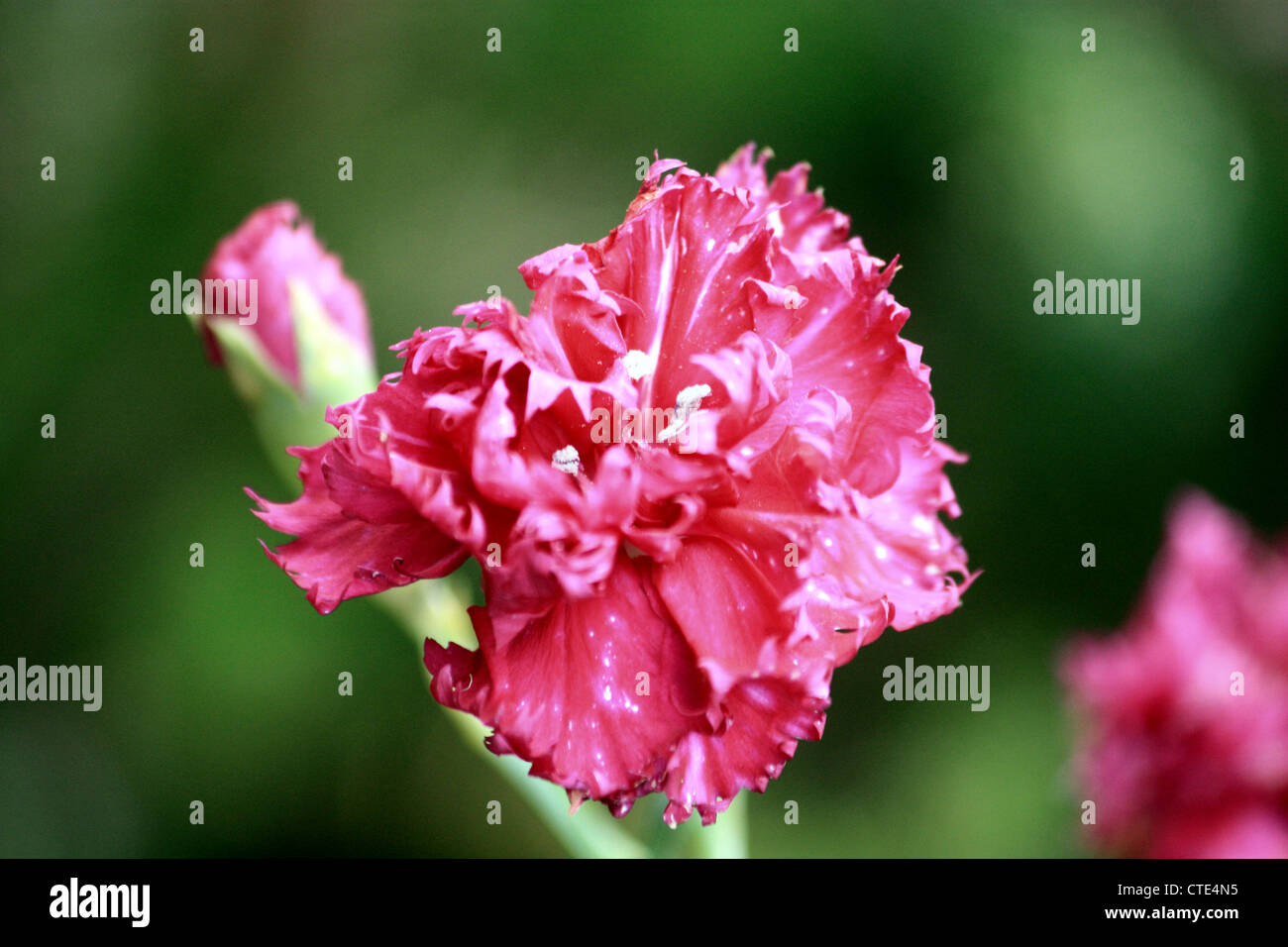 Garofano (Dianthus) Foto Stock