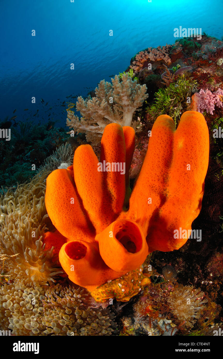 Tubo rosso in spugna Coral Reef, poriferi, Alor, Indonesia Foto Stock