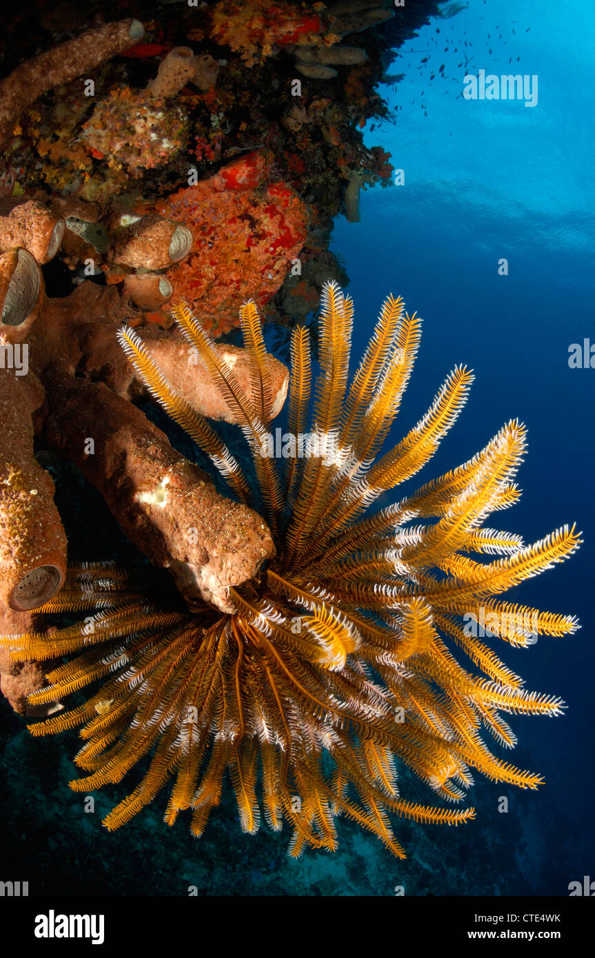 Stelle piuma in Coral Reef, Comanthina sp., Alor, Indonesia Foto Stock