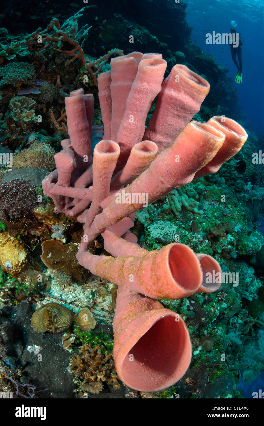 Tubo rosa spugna in Coral Reef, poriferi, Alor, Indonesia Foto Stock