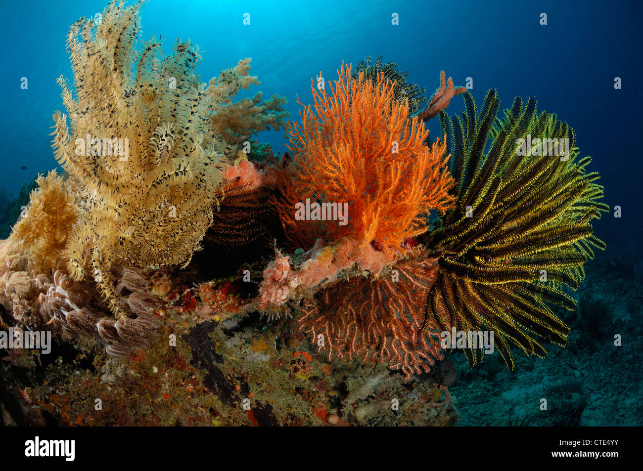 Stelle piuma in Coral Reef, Comanthina sp., Alor, Indonesia Foto Stock
