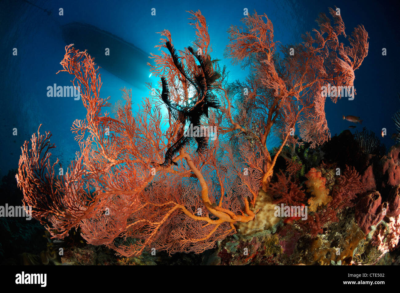 Seafan in Coral Reef, Melithaea sp., Alor, Indonesia Foto Stock