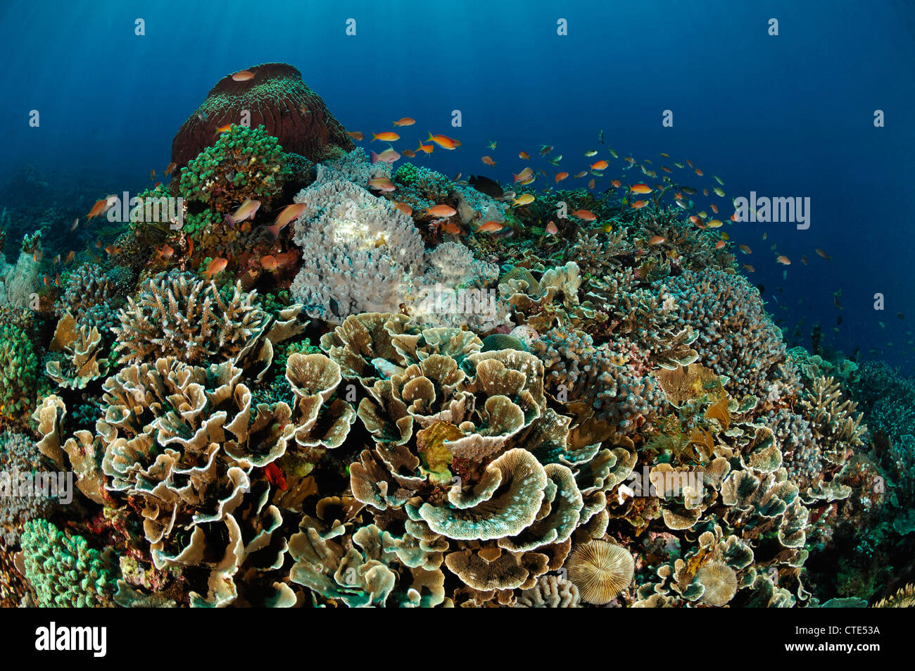 Coral Reef, Alor, Indonesia Foto Stock