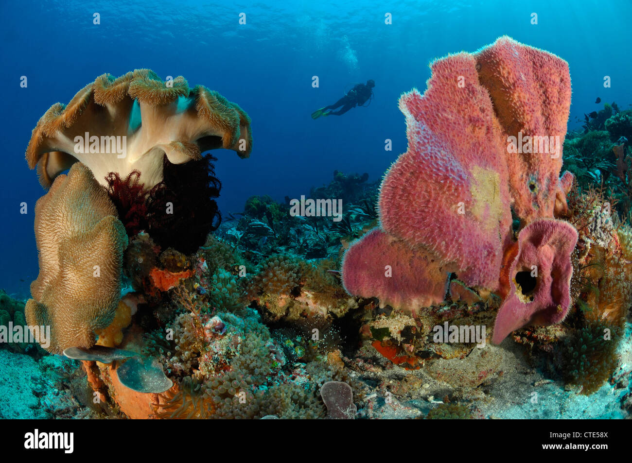 Indopacific Coral Reef, Alor, Indonesia Foto Stock