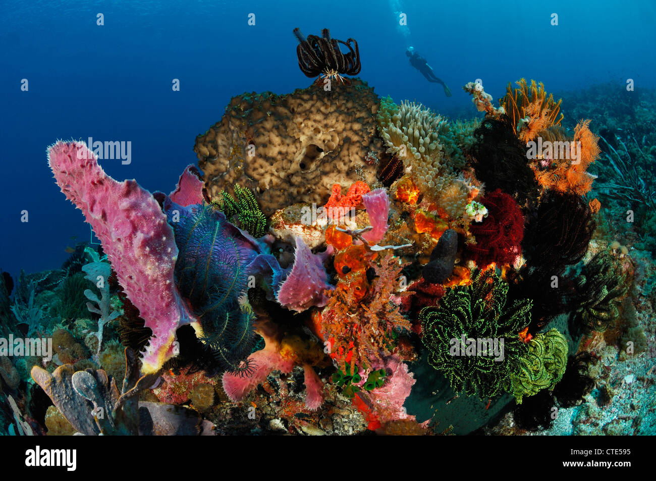 Indopacific Coral Reef, Alor, Indonesia Foto Stock