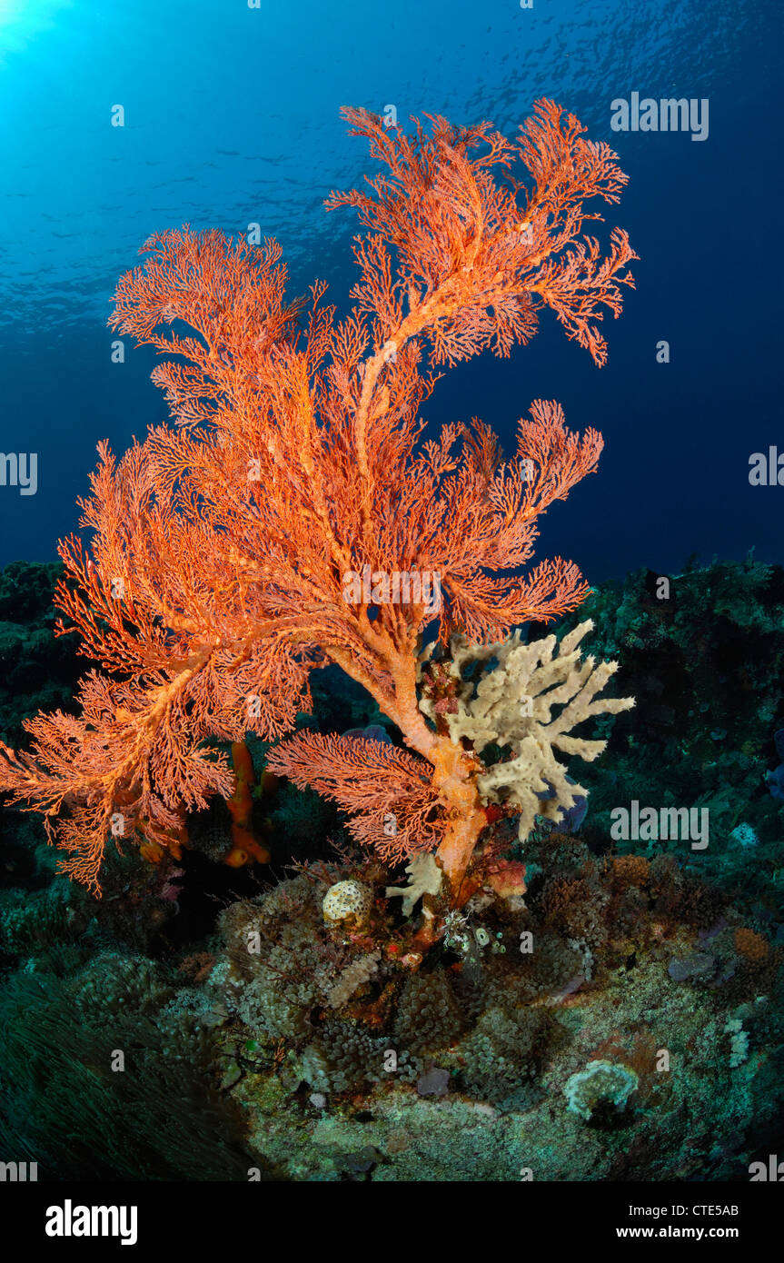Ventilatore di mare in Coral Reef, Melithaea sp., Alor, Indonesia Foto Stock