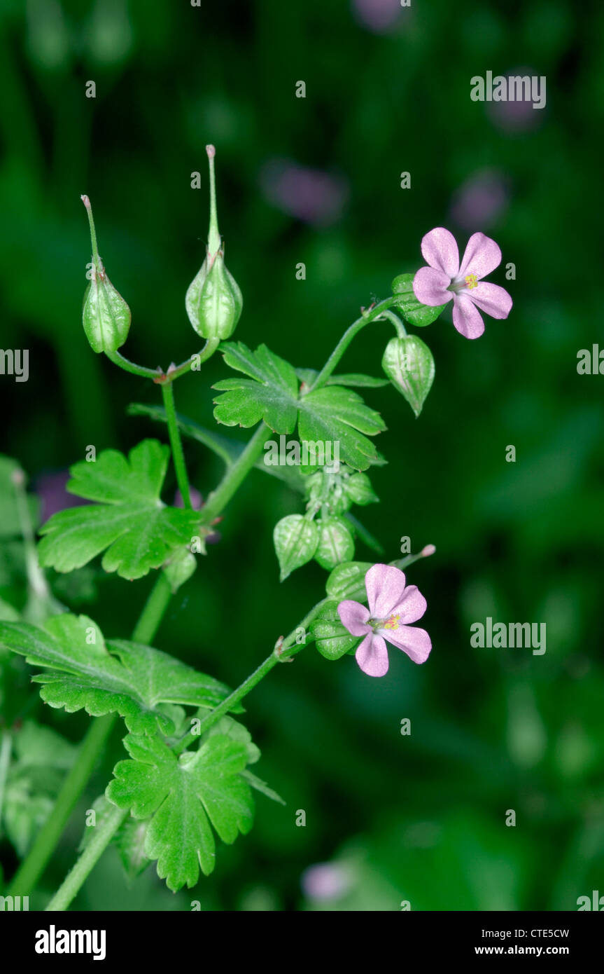 Splendente della gru-BILL Geranium lucidum (Geraniaceae) Foto Stock