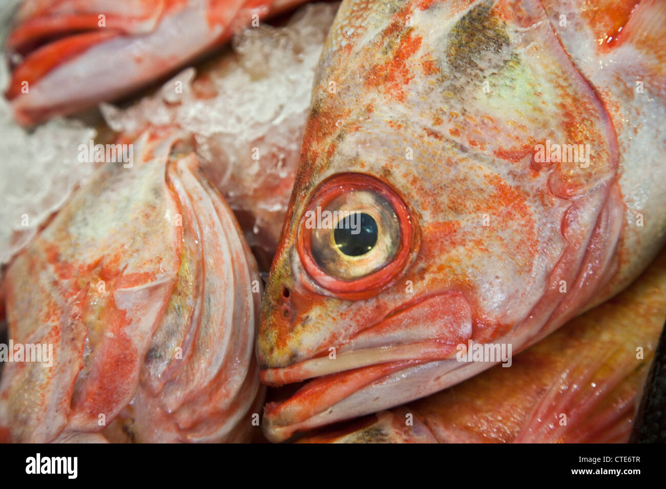 Lutiano rosso testa di pesce sul mercato in stallo Foto Stock