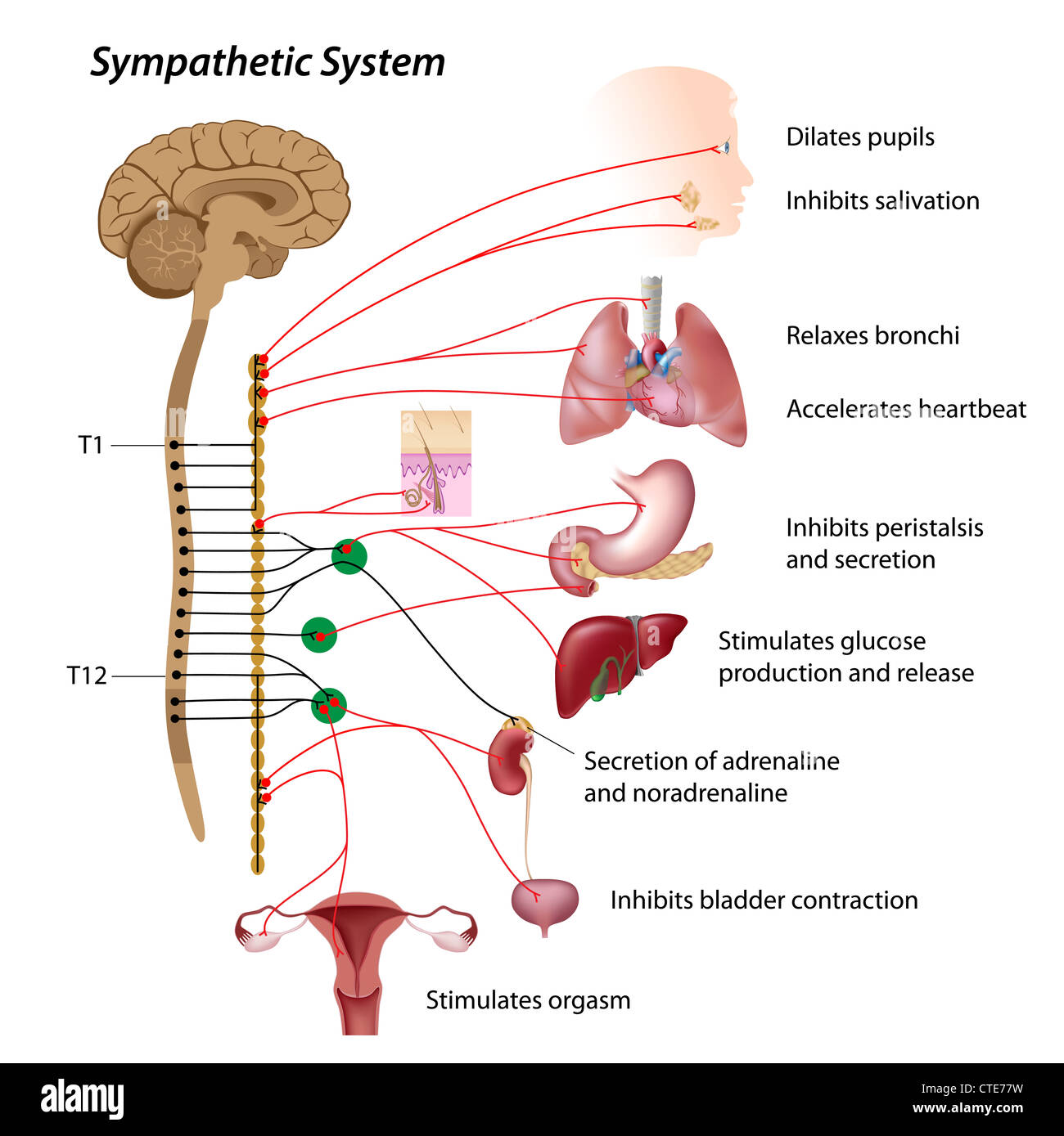 Percorso simpatico dell'ANS Foto Stock