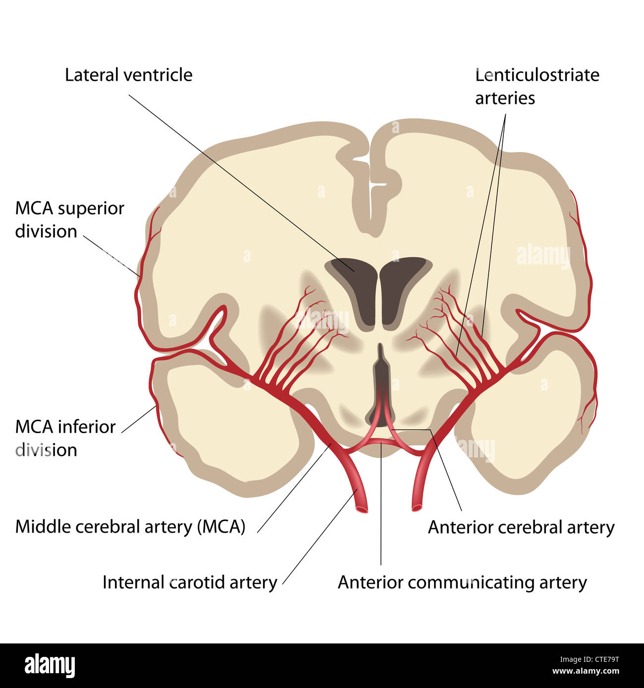 Arteria cerebrale media e le succursali Foto Stock